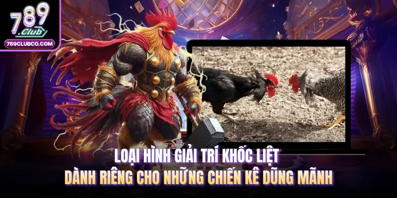 Loại hình giải trí khốc liệt dành riêng cho những chiến kê dũng mãnh 
